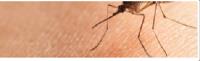 Antman Pest Control image 2