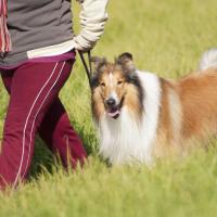 Windy Ridge Kennel image 1