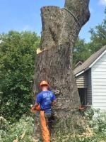 Raleigh Tree Care image 2