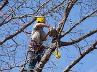 Raleigh Tree Care image 5