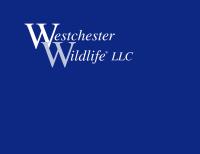 Westchester Wildlife image 2