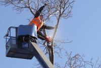Fayetteville Tree Care Services image 3