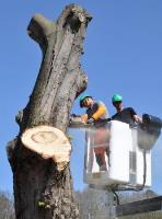 Fayetteville Tree Care Services image 4
