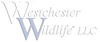 Westchester Wildlife image 4