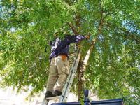 Fayetteville Tree Care Services image 1