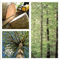Tree Woodard Tree Experts image 1