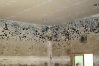Greenville Mold Removal & Remediation image 1