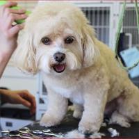 Pretty Ribbons Dog Grooming Salon image 3
