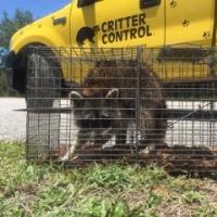 Critter Control of Southwest Florida image 4