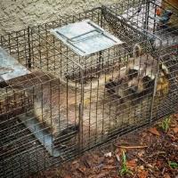 Critter Control of Southwest Florida image 5