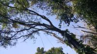 Lopez Tree Service Fort Myers image 1