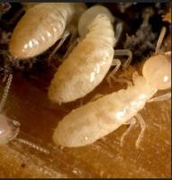 Ozane Termite and Pest Control image 2