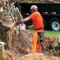 South Florida Tree Service image 2