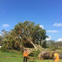 South Florida Tree Service image 4
