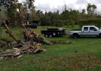 South Florida Tree Service image 4