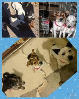 Scrappys Pampered Pets Inc. image 2
