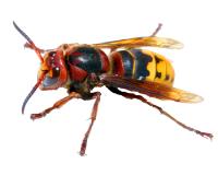 Yale Termite & Pest Elimination Corp. image 14