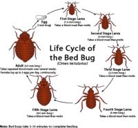 Bed Bug Exterminator Richmond image 3