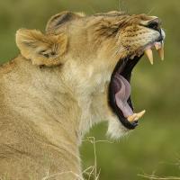 Best Safaris image 2
