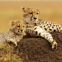 Best Safaris image 3