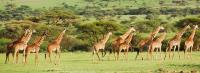 Best Safaris image 4