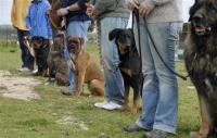 SLO County Dog Training image 2