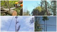 RC Tree Service and Landscaping image 1