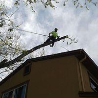 Great Western Tree Care image 3