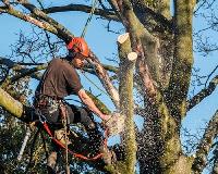 All Pro Tree Services image 3