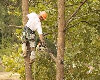All Pro Tree Services image 2