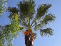 Cali Landscape and Tree Services image 3