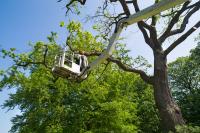 Benton Tree Services image 1