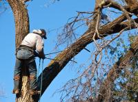 Benton Tree Services image 2