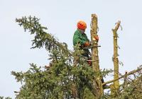 Benton Tree Services image 5