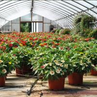 Puckett Greenhouses LLC image 1