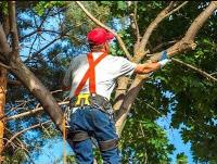 Mentor Tree Service image 2