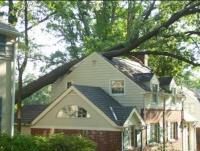 Mentor Tree Service image 3