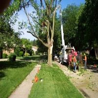 Tree Service Dayton OH image 1