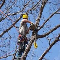 Tree Service Dayton OH image 3