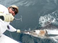 Ecuagringo - Marlin and Tuna Fishing image 4