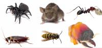 ONeill Pest Control image 1