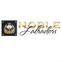 Noble Labradors image 1