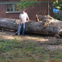 Danforth Tree Specialists Inc. image 3