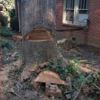 Danforth Tree Specialists Inc. image 4