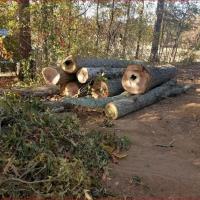 Danforth Tree Specialists Inc. image 5