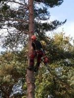 Joles Tree Service image 7
