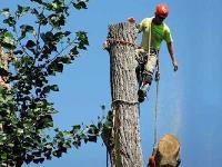 Top Tree service & Landscaping Pro image 2