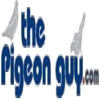 The Pigeon Guy image 1