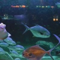 Atlantic City Aquarium image 1