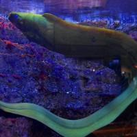 Atlantic City Aquarium image 4